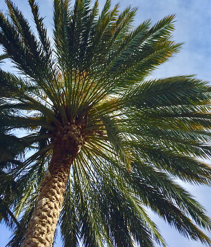 Palm, koks, Palma, tropu, daba, ceļojumi, augu