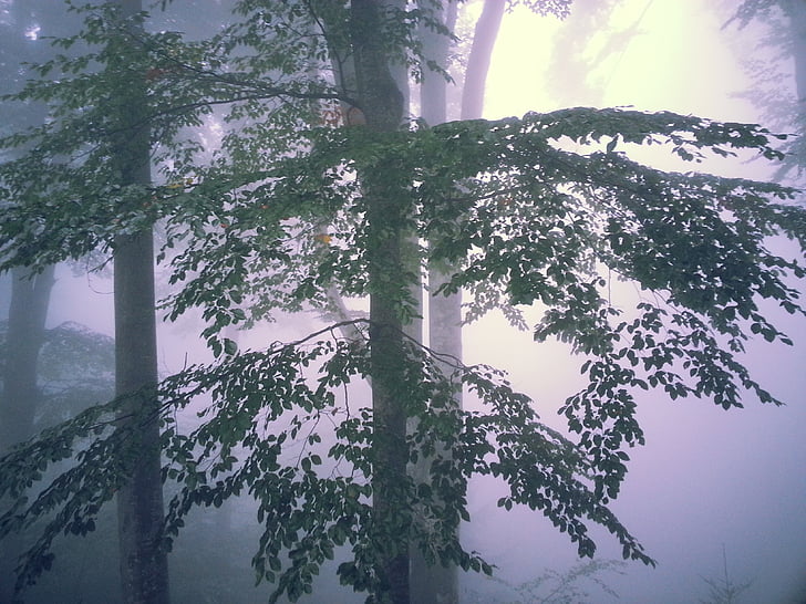 drvo, maglovito, jutro, šuma, stabla, svjetla, priroda