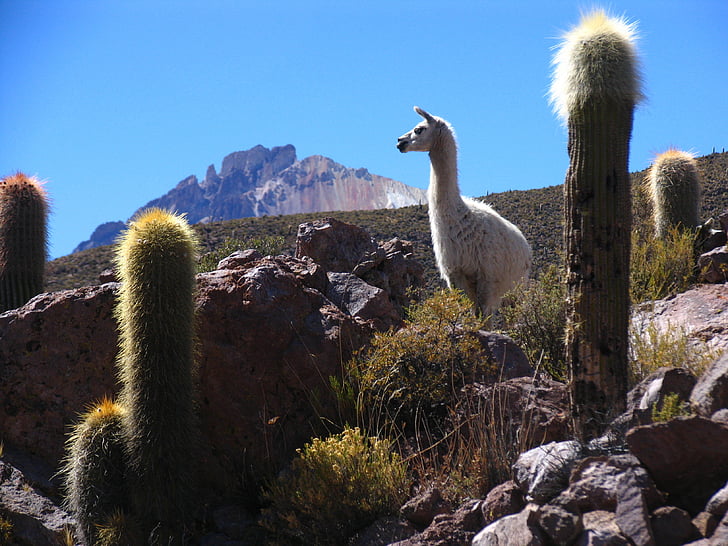 Flame, Bolivia, Cactus, Mountain, landskap, djur, lång hals