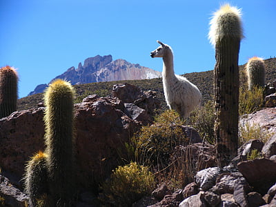 llama, Bolivia, cactus, montaña, paisaje, animal, cuello largo