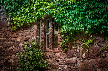window, facade, architecture, old town, germany, masonry, ivy