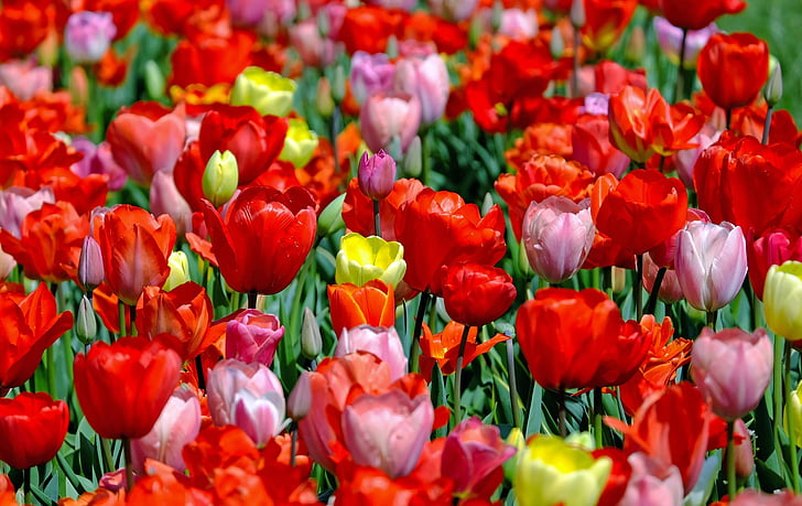 tulipán, színes, virágok, Bloom, tavaszi, tulipán mező