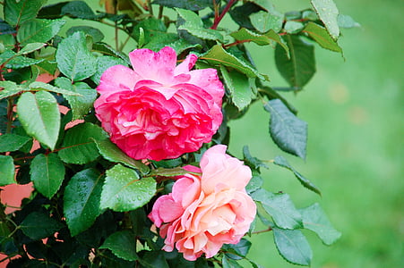 Rózsa, Bloom, gyönyörű, botanikus, Botanica, Bush, perselyek