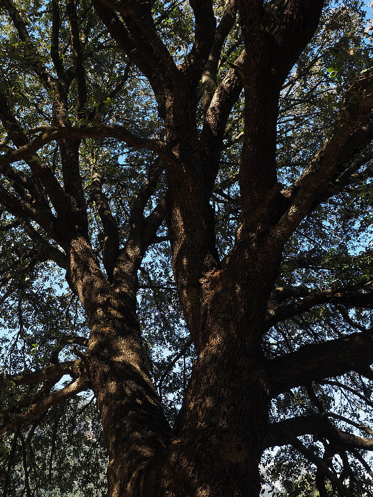 árvore de cânfora, árvore, log de, tribo, Cinnamomum camphora, cânfora, estufa de louro