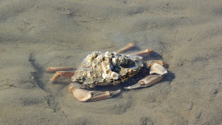 crab, pincers, brachyura, beach, coast, mud