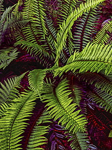 Fern, natuur, bos, plant, blad, Close-up, herfst