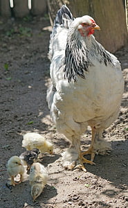 BRAHAMA, sliepka, kurča, mláďatá, hydina, rozsah, vidiecky život