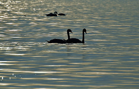 swans, silhouette, water, lake constance, animal world, lake, bird