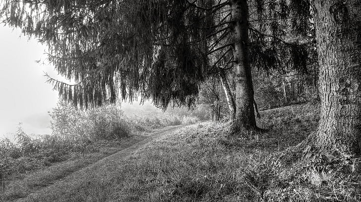 black-and-white, grass, landscape, nature, outdoors, scenic, tree