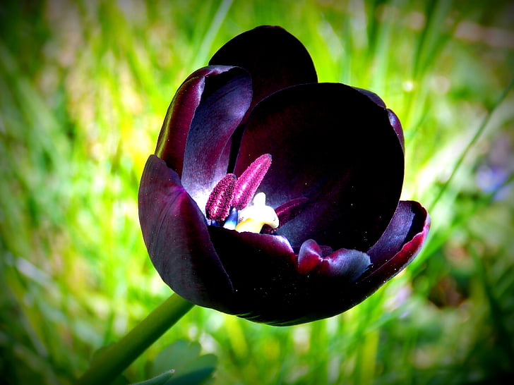 Tulipán, jaro, jarní květiny, fialová, zahrada, zahradní květiny, rozkvetl