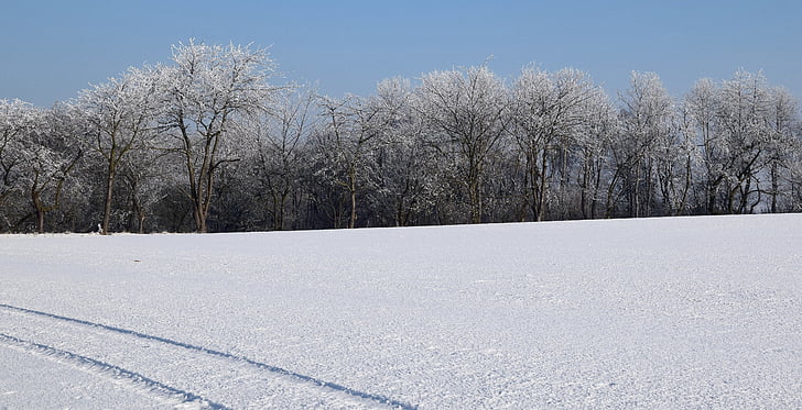 χειμερινές, παγωμένο, διάθεση του χειμώνα, παγωμένα δέντρα
