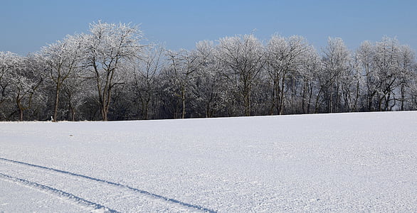 invernal, helado, Estado de ánimo de invierno, árboles helados