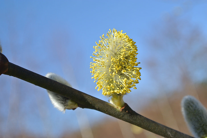 willow catkins, blossom, bloom, bud, aesthetic, nature, tree