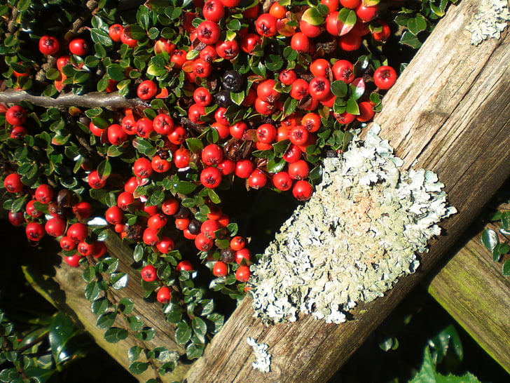 Cotoneaster, bayas, planta, cerca de, ornamental, otoño, rojo