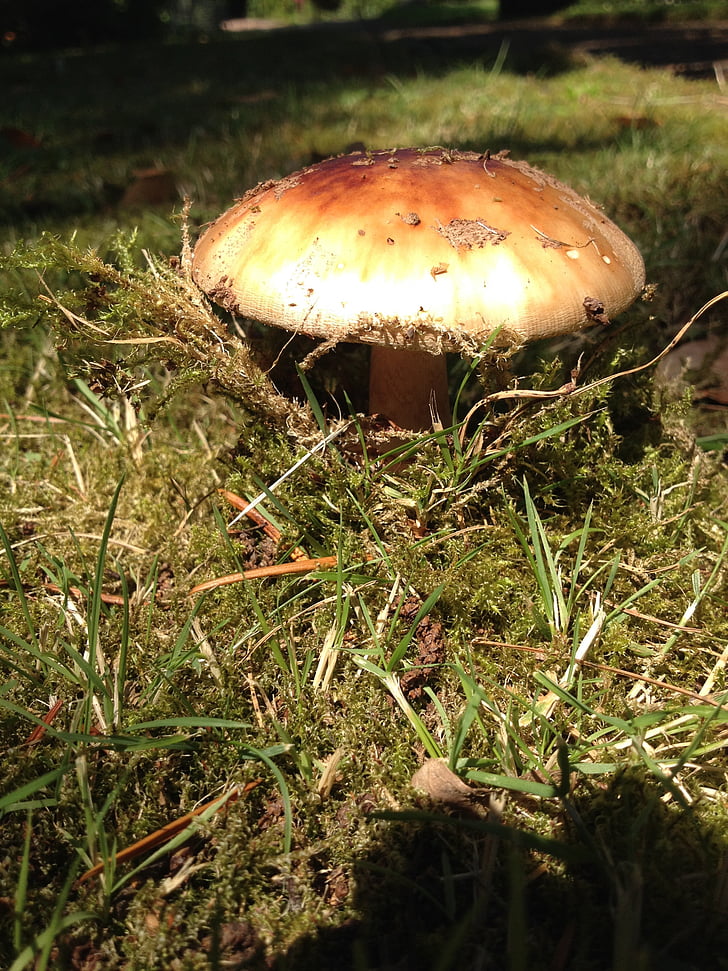 mushroom, moss, nature, forest, forest mushrooms, flora, mushroom hat