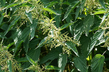 ortiga, planta, natura, verd, males herbes, ortiga, urticaceae