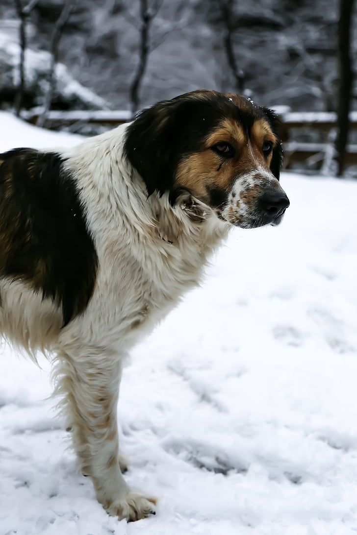 koira, lumi, Turkki