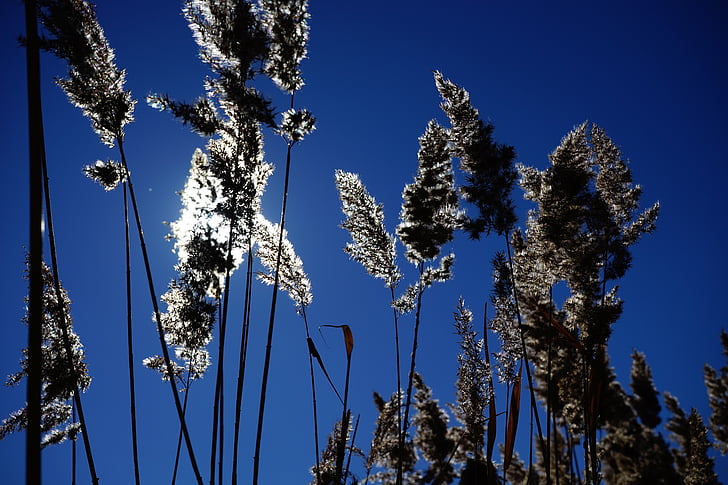 Reed, Phragmites australis, Phragmites communis trin, alcaçuz, Poaceae, luz de volta, sol
