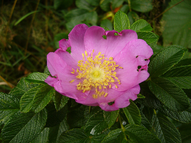 hamanhamanasuasu, 日本のバラ, 花, 閉じる, ピンク