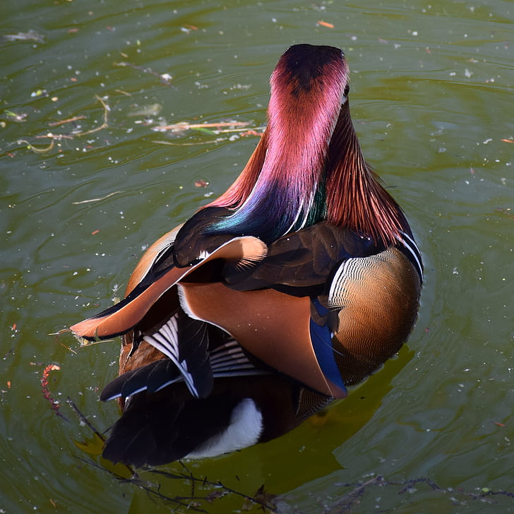 mandarin ducks, colorful, nature, animal, water bird, color, feather