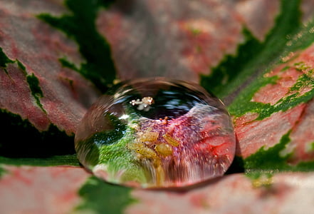water, drop, insect, flower, macro, rain, microscopic