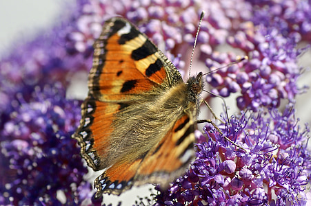 пеперуда, природата, цвете, цвят, фураж, насекоми, Градина