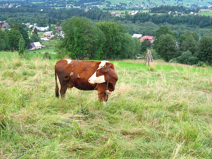 Polyana, con bò, động vật, Meadow, động vật, tin giờ chót, đất đồng cỏ