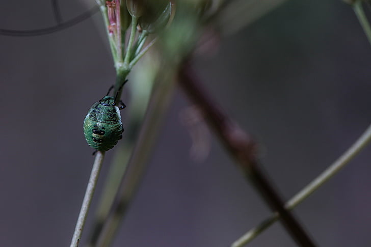 bug, plant, insect, macro, green, summer, nature