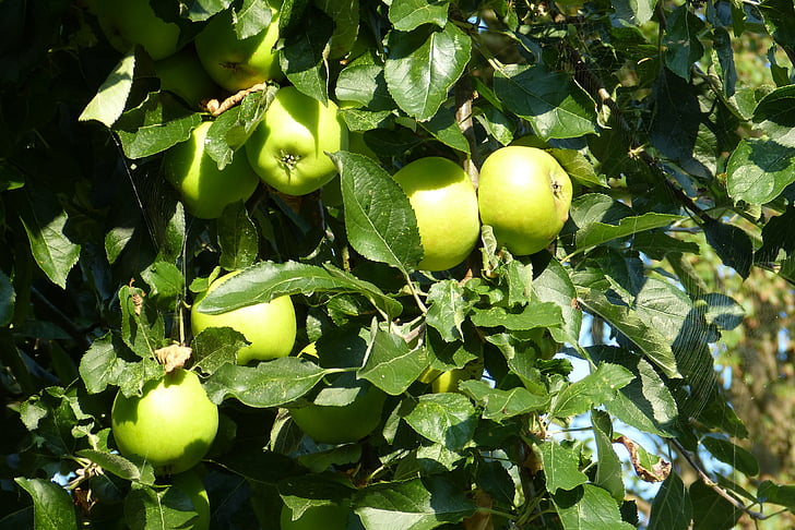 Poma, pomera, fruita, tardor, poma verda, arbre