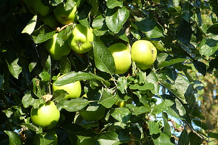 Apple, äppelträd, frukt, hösten, grönt äpple, träd