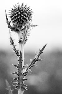 bw, flower, barb, needles, scratchy, nature, plant