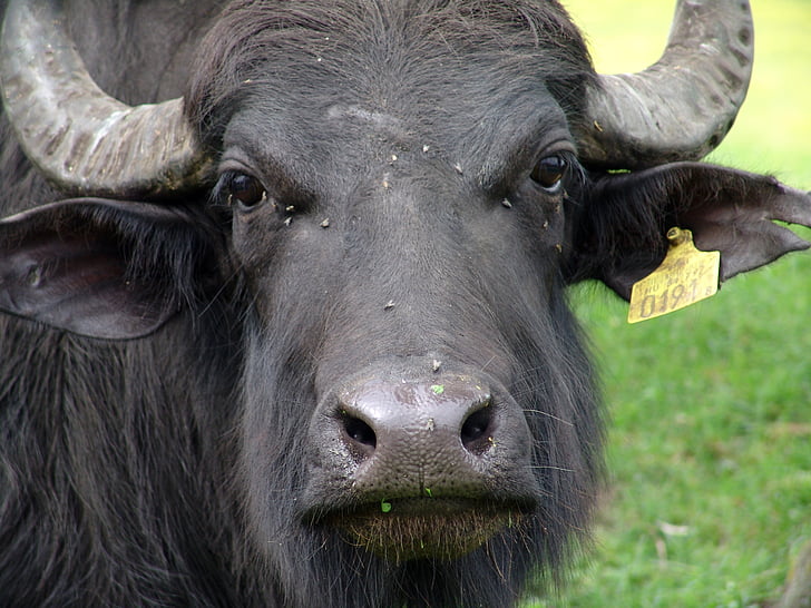 búfalo, animales salvajes, carne de res, animal, naturaleza, Asia, búfalo de agua