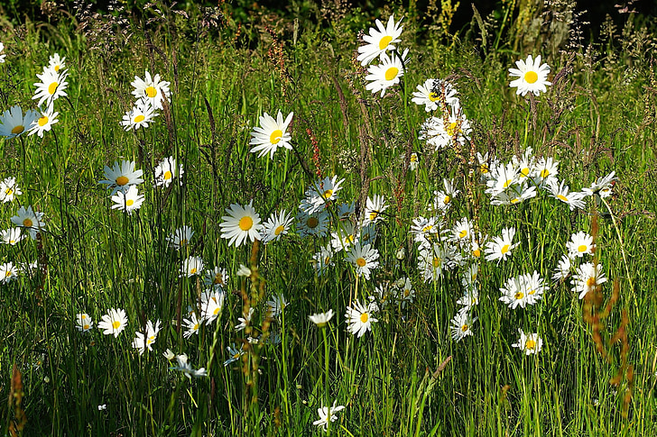 meadow, flowers, daisies, summer, garden, rush, make the most of