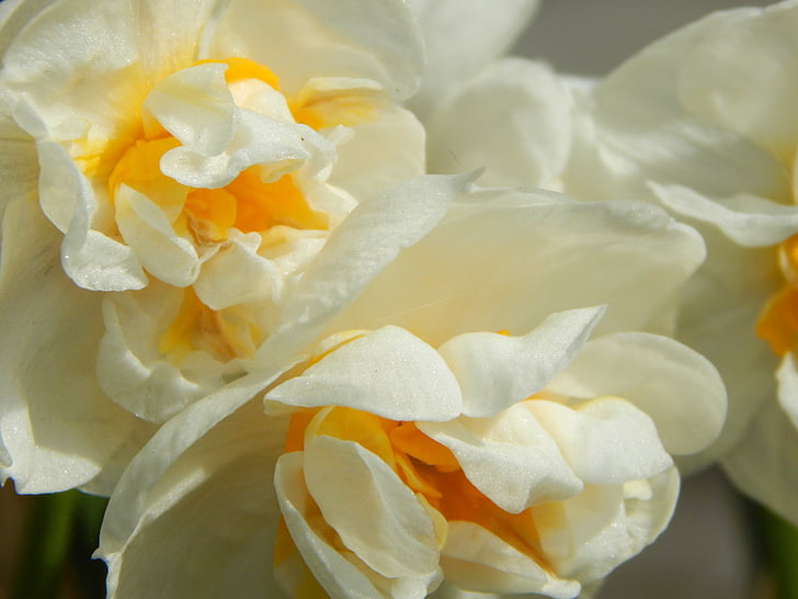 daffodil filled, white daffodil, spring, osterglocken, signs of spring, daffodils, breeding