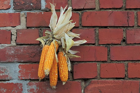 acción de gracias, decoración, maíz, Hauswand, muro de piedra, decoración de otoño, alimentos