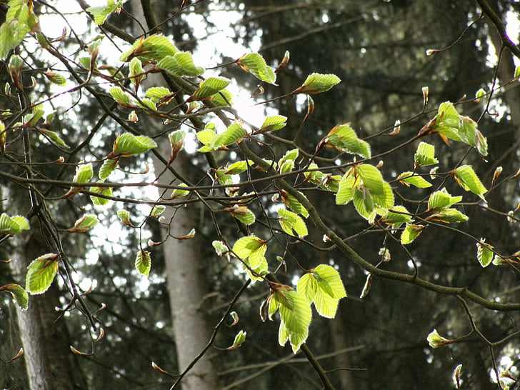 buk, mladý bukového lístia, Forest, listy, strom, stromy, jar