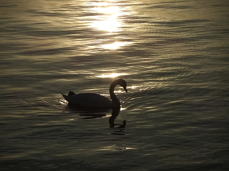 swan, pet, the evening sun, bird, nature, sunset, dawn