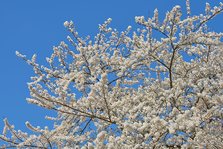 kirsikka, Japani, kevään, Yoshino cherry tree, puu, kasvi, keväällä Japanissa