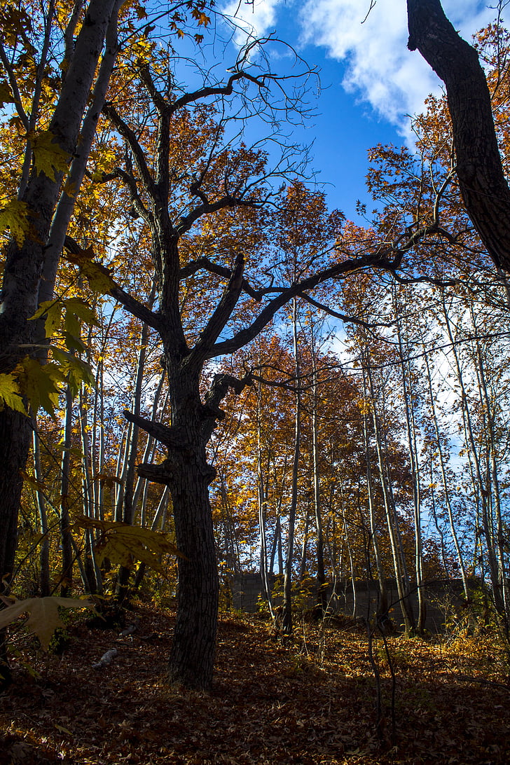 puu, maisema, Metsä, syksyllä
