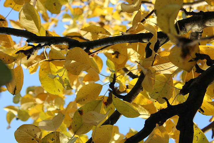 listi, jeseni, suho listje, narave, zlati jeseni