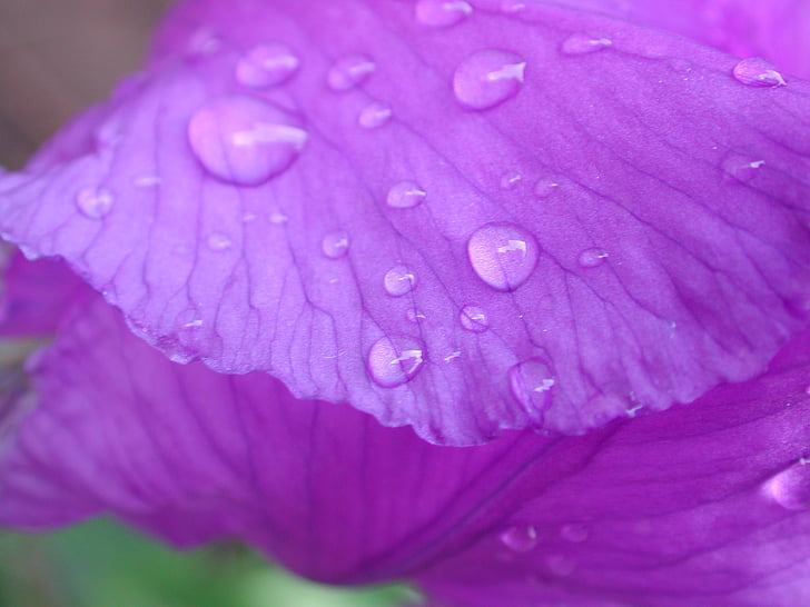 iris, purple, drop of water, flower, nature, plant, close-up