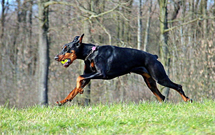 käynnissä, dobermanni, peli, ulkona