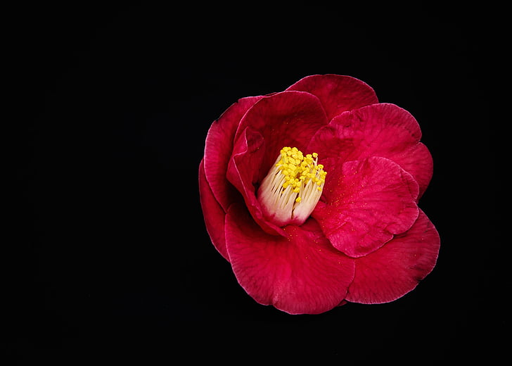 red rose flower, red, love, romance, petal, floral, rose