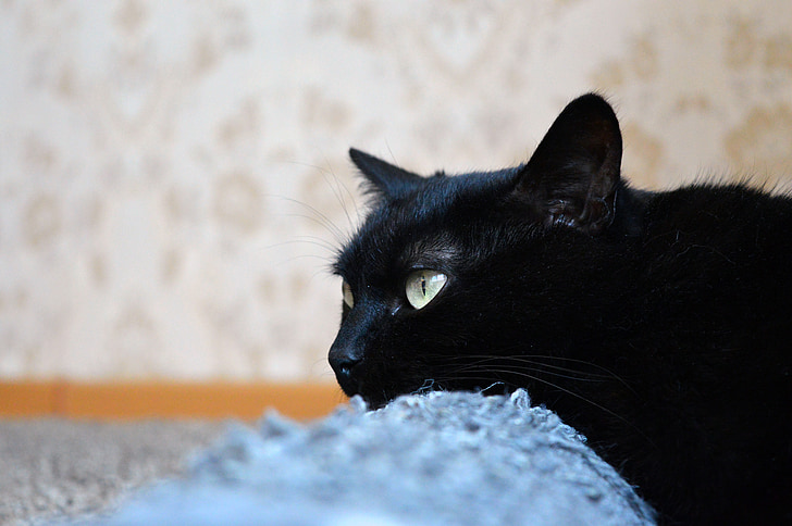 Черна котка, дращя стълб, видяна, котка, котка мечти, котката е, домашен любимец