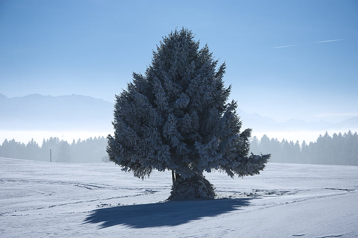 winter, boom, natuur, sneeuw, winterse, landschap, koude