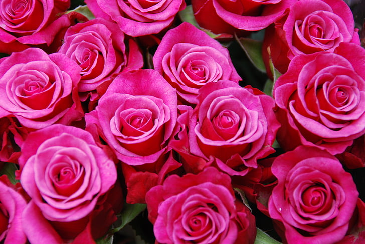 Hoa, Hoa hồng, bó hoa, màu hồng, Yêu, đám cưới, lãng mạn