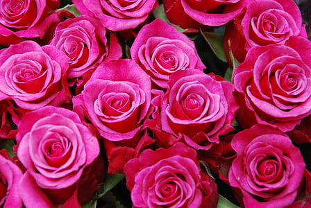 blommor, rosor, bukett, Rosa, Kärlek, bröllop, Romance