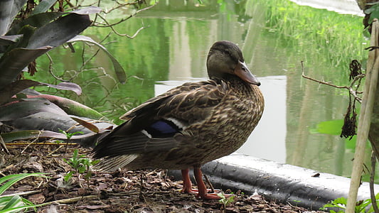 duck, animal, nature, sunbathing, bird, park, mallard Duck