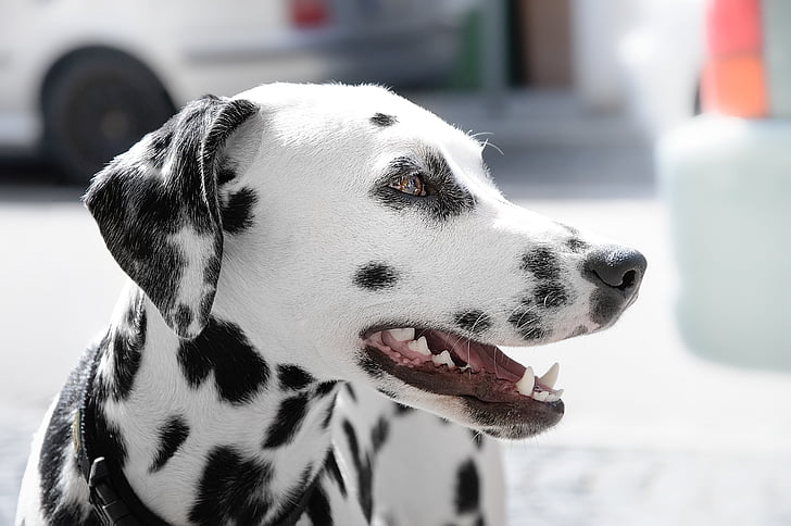 dier, dieren fotografie, Dalmatiër, hond, HD wallpaper, macro, huisdier