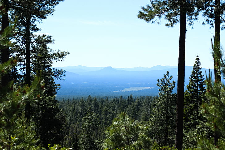 Les, Oregon, Příroda, krajina, stromy, cestování, zelená